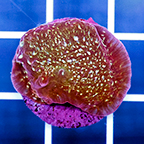 USA Cultured Chalice Coral (click for more detail)