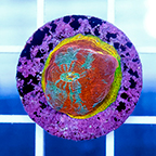 USA Cultured Chalice Coral (click for more detail)