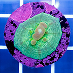 USA Cultured Bounce Chalice Coral (click for more detail)