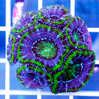 USA Cultured Acan Lord Coral (click for more detail)