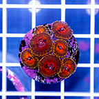 USA Cultured Zoanthus Coral (click for more detail)