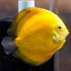 Yellow Discus (click for more detail)