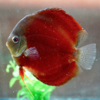 Red Discus (click for more detail)