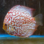 Red Spotted Discus (click for more detail)