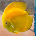 Yellow Discus (click for more detail)