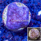 LiveAquaria® Cultured Montipora Coral (click for more detail)