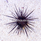 Black Longspine Urchin  (click for more detail)