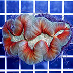 Open Brain Coral (click for more detail)