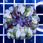 Cynarina Button Coral (click for more detail)