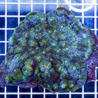 Chalice Coral (click for more detail)