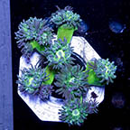 Duncan Coral (click for more detail)