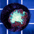 Blastomussa Coral (click for more detail)