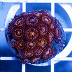 USA Cultured Zoanthus Coral (click for more detail)