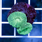 USA Cultured Neon Green Candy Cane Coral (click for more detail)