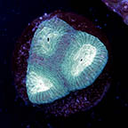 USA Cultured Goniastrea Coral (click for more detail)