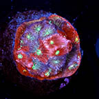 USA Cultured War Coral (click for more detail)