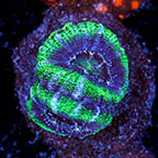 USA Cultured Acan Lord Coral (click for more detail)