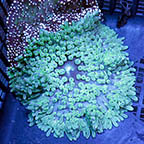 Sebae Anemone (click for more detail)