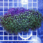 Pipe Organ Coral (click for more detail)