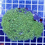 Green Starburst Polyps Coral (click for more detail)