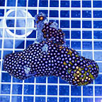 Zoanthus Coral (click for more detail)