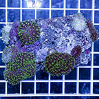 Hairy Mushroom Coral (click for more detail)