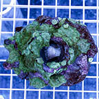 Actinodiscus Mushrooms (click for more detail)