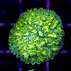 USA Cultured Galaxea Coral (click for more detail)