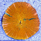 Short Tentacle Plate Coral (click for more detail)