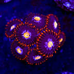 USA Cultured Zoanthus Coral (click for more detail)