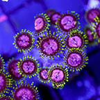 USA Cultured Zoanthus Coral (click for more detail)