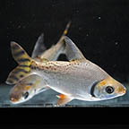 Redfin Prochilodus  (click for more detail)