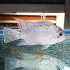 Silver Cichlid (click for more detail)