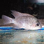 Silver Cichlid (click for more detail)