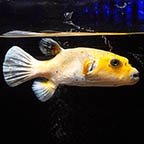 Arothron Golden Puffer (click for more detail)