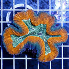 Lobed Brain Coral (click for more detail)