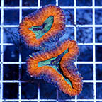 Lobophyllia Coral (click for more detail)