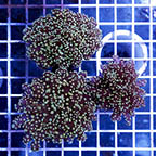 Green Tip Frogspawn Coral (click for more detail)