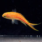 Red Stripe Anthias, 4.25 (click for more detail)