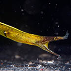 Black Ribbon Eel 36 EXPERT ONLY (click for more detail)