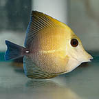 Scopas Tang, 2.5 (click for more detail)