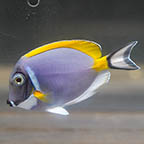 Powder Blue Tang, 3.25 (click for more detail)