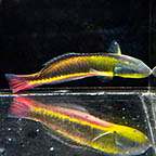 Paddlefin Wrasse, 4.5 (click for more detail)