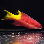 Cuban Hogfish, 4 (click for more detail)