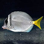 Razor Tang, 5.25 (click for more detail)