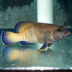 Blue Dot Grouper, 5.75 (click for more detail)