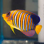 Regal Angelfish, 5.25 EXPERT ONLY (click for more detail)