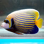 Emperor Angelfish - Adult, 4.75 (click for more detail)