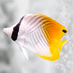 Auriga Butterflyfish, 3.25 (click for more detail)