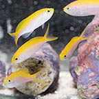 Bartlett's Fairy Anthias, 2.5 Group of 5 (click for more detail)